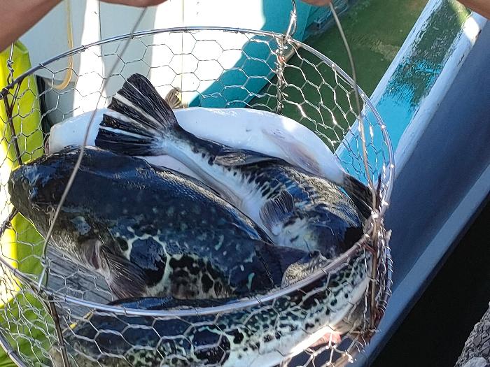 10月18日あのりふぐ初水揚げで漁獲されたあのりふぐ