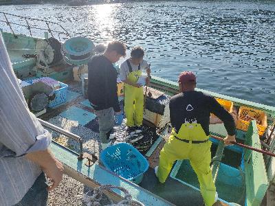 10月18日あのりふぐ初水揚げで漁獲したあのりふぐの重さを量るところ