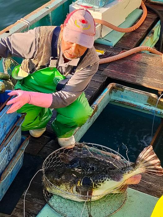 10月18日あのりふぐ初水揚げで漁獲した大きいあのりふぐ