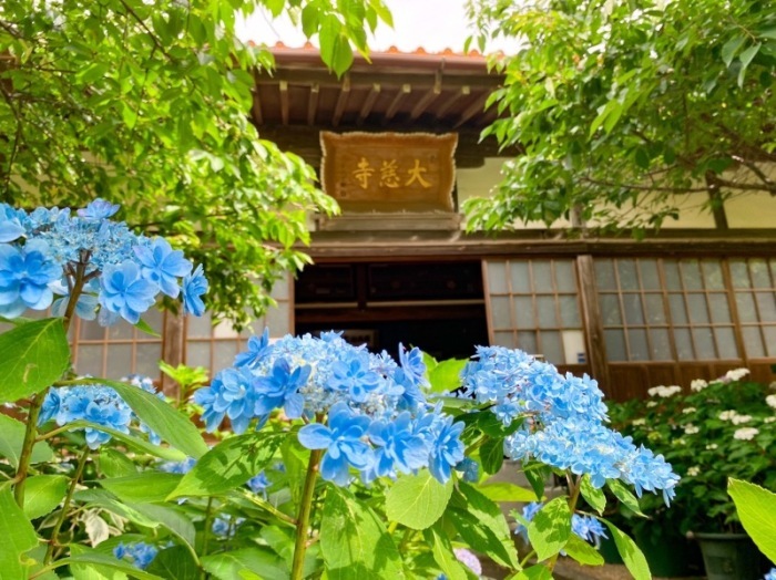 大慈寺あじさい