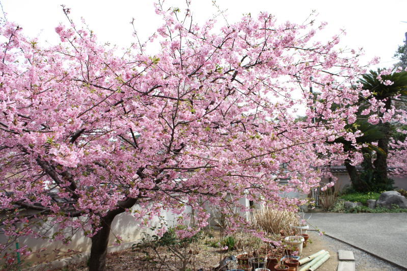 （写真）てんれい桜の風景