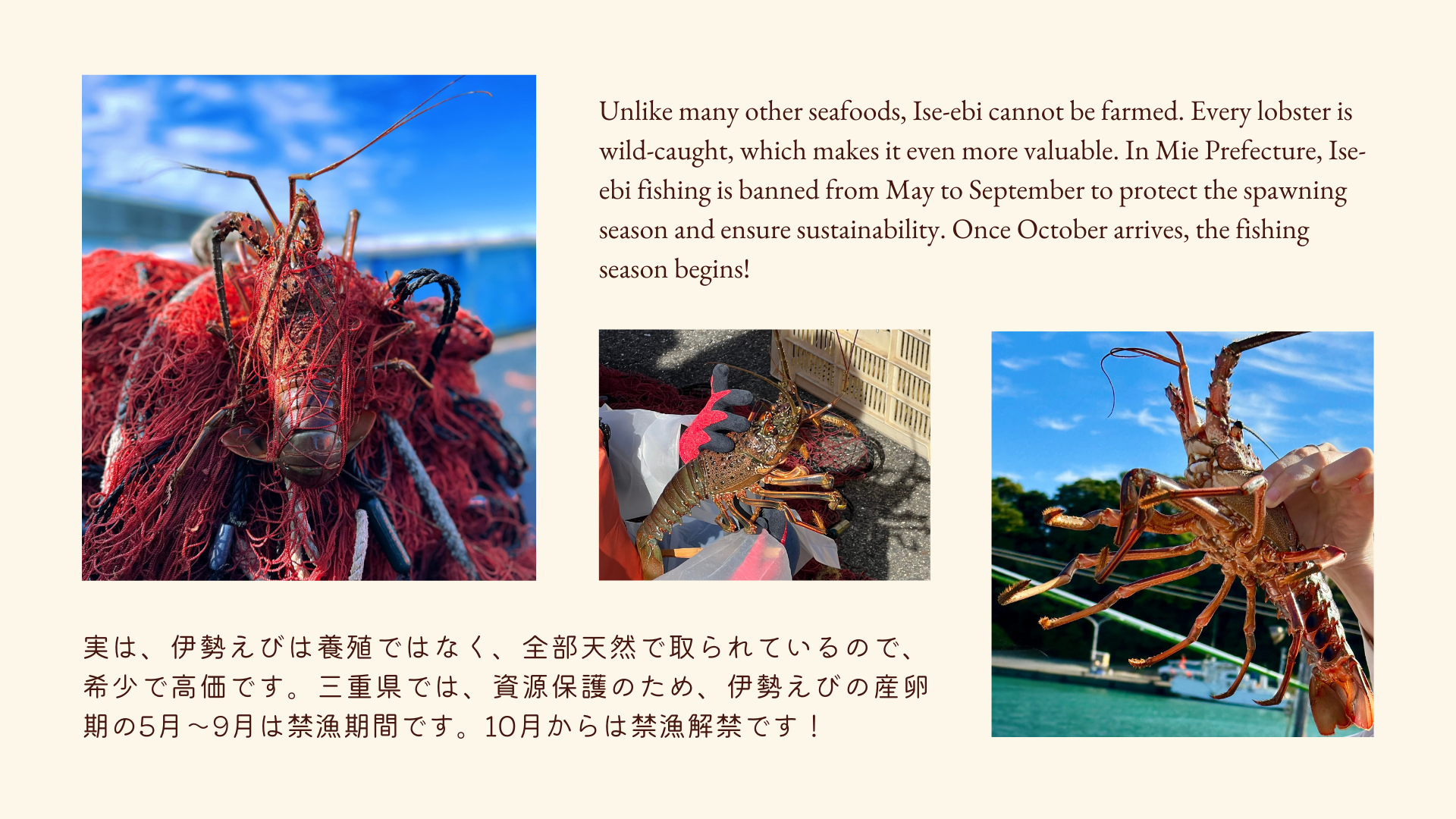 伊勢えび漁について