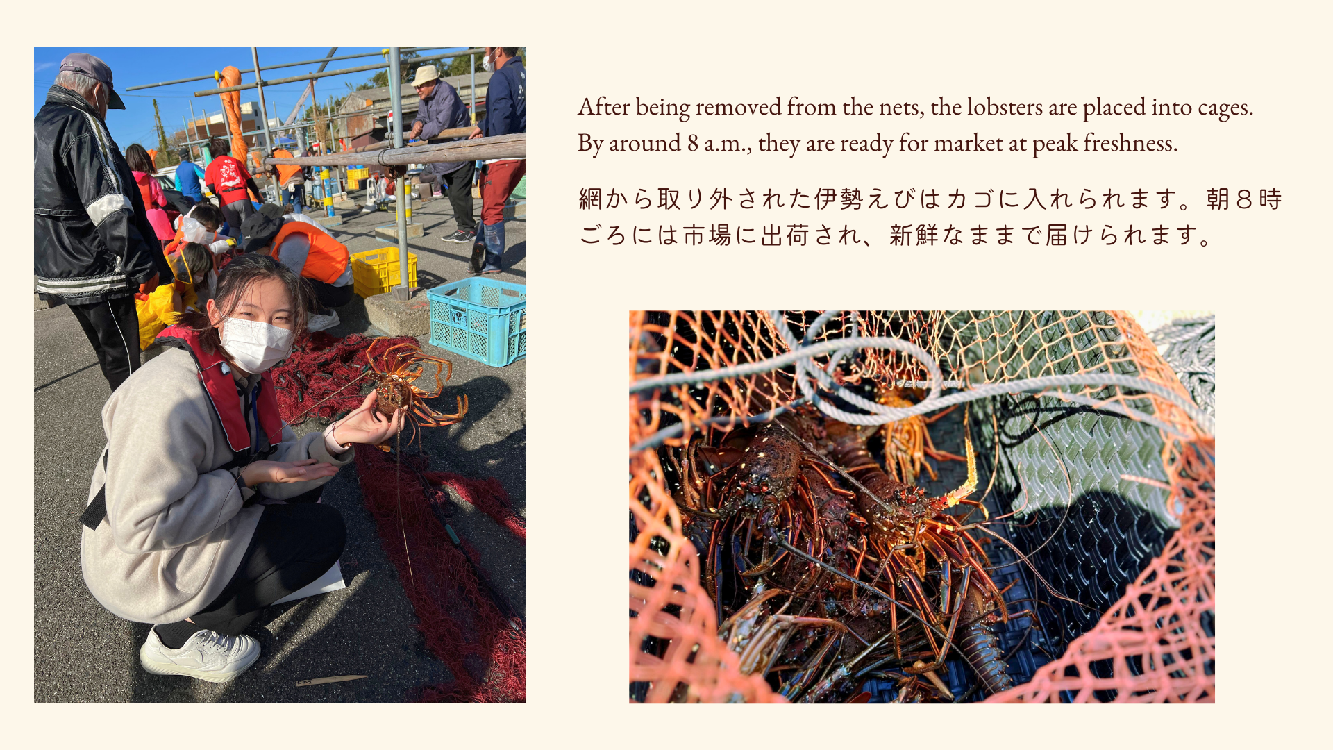 網とり後の伊勢えびの様子