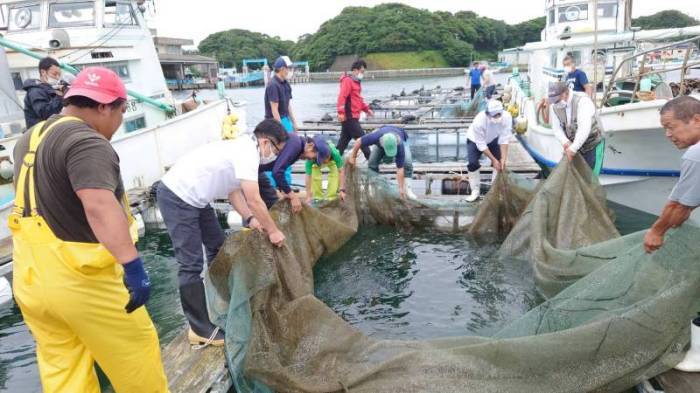 トラフグ種苗放流