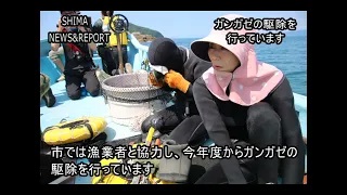 ガンガゼの駆除を行っています！