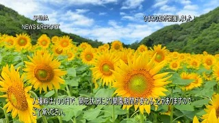 SHIMA NEWS & REPORT 116号  志摩市観光農園のひまわり畑が開園しました！