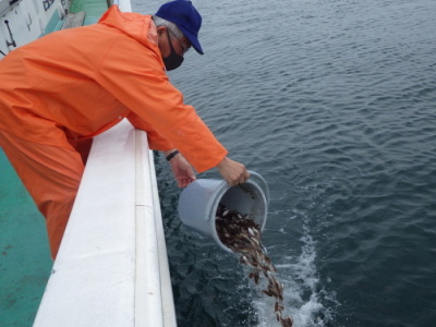 マダイ稚魚放流