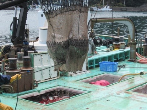 漁船からブリを水揚げする様子