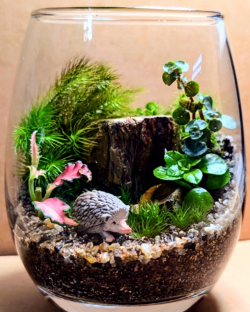 苔テラリウム作成イメージ1